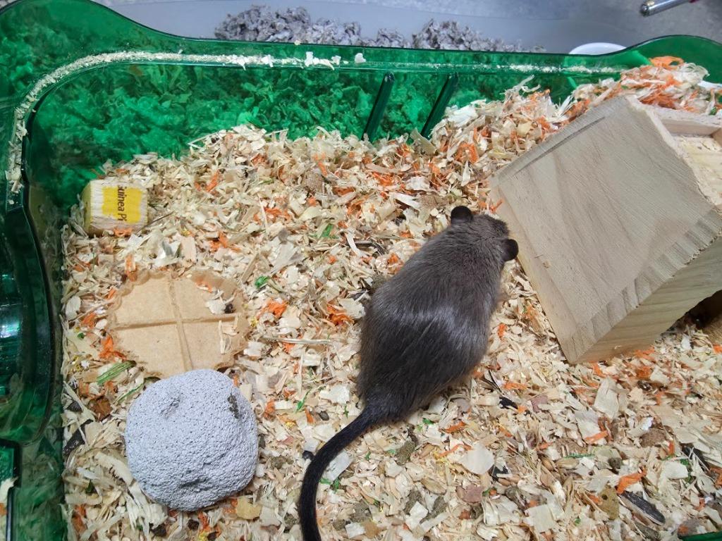 Enlarge Sterling, a Adoptable Gerbil in CRYSTAL LAKE, IL image 2/2
