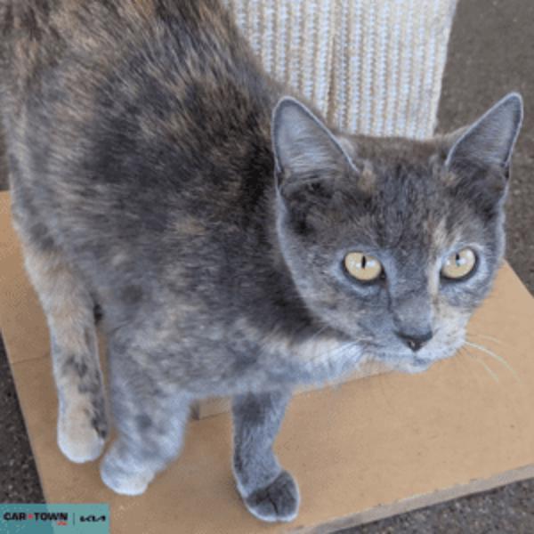 Rosalind 'Roz' Walker