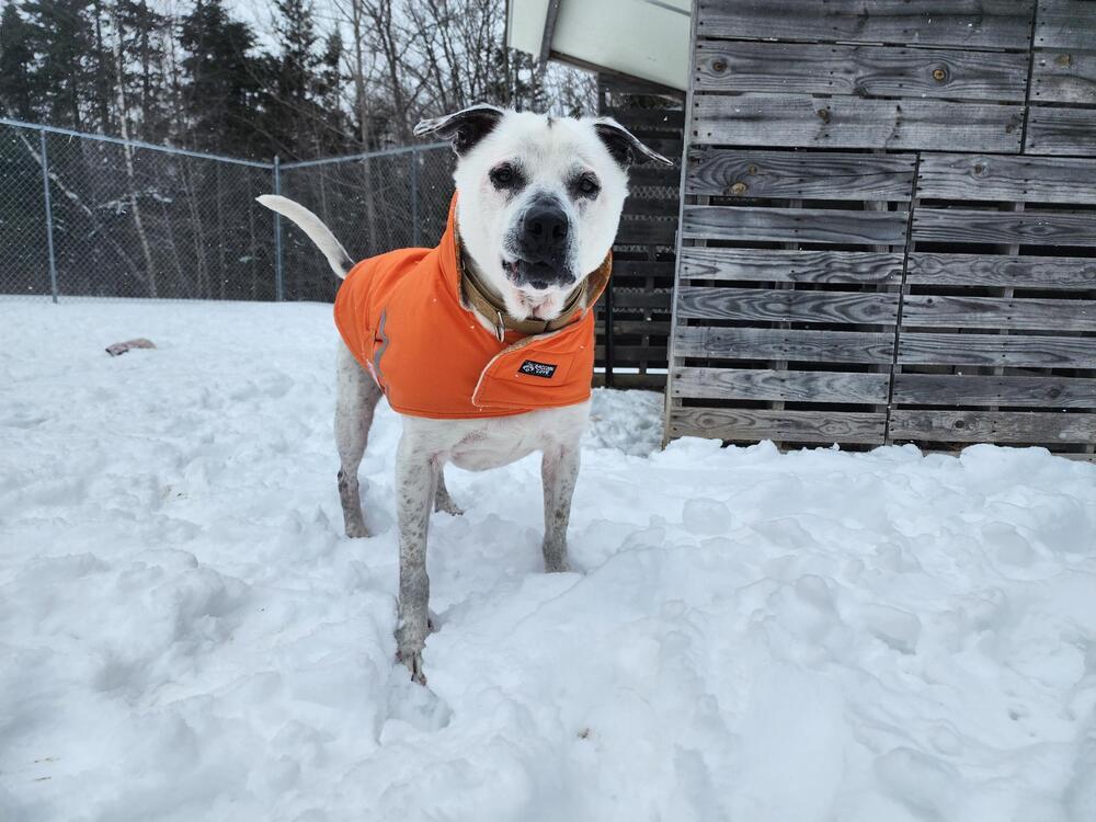 Enlarge Scooby, a Adoptable mixed breed in Trenton, ME image 1/6