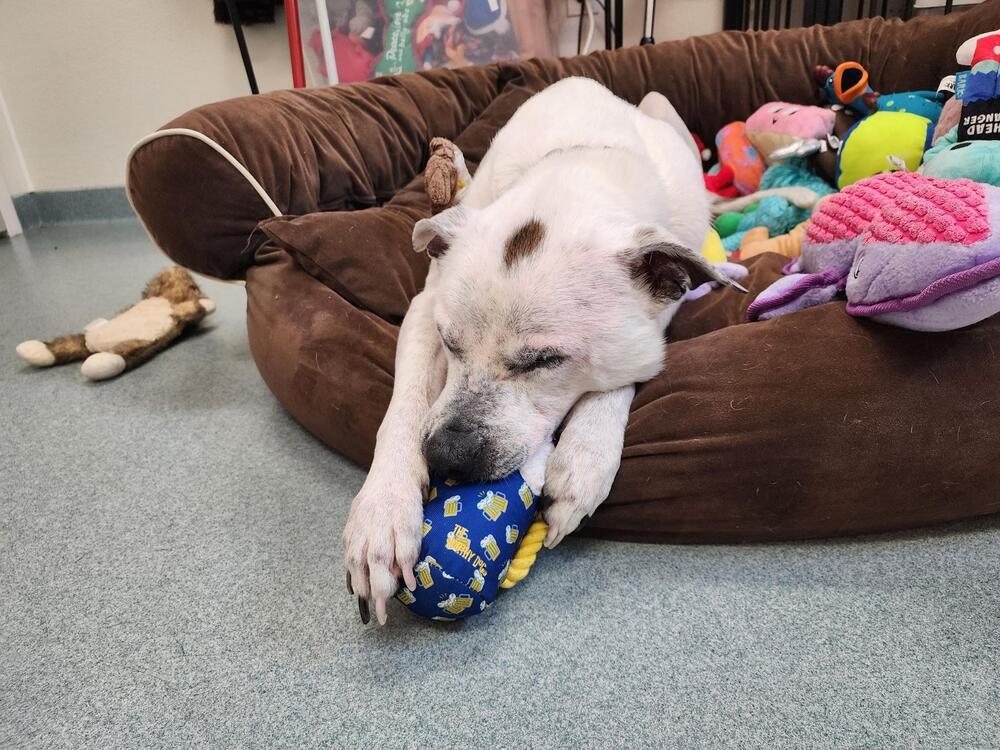 Enlarge Scooby, a Adoptable mixed breed in Trenton, ME image 2/6