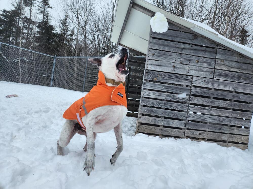Enlarge Scooby, a Adoptable mixed breed in Trenton, ME image 3/6