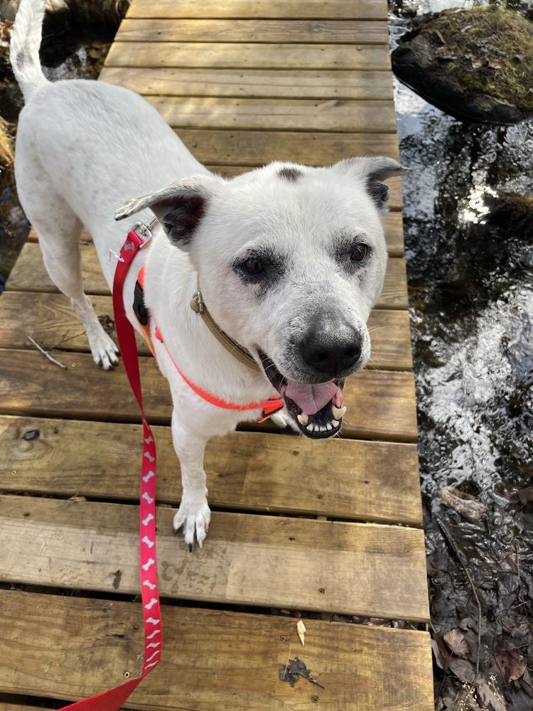 Enlarge Scooby, a Adoptable mixed breed in Trenton, ME image 4/6