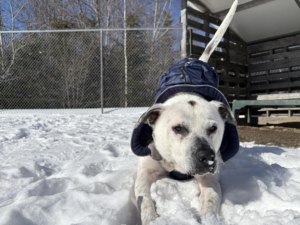 Enlarge Scooby, a Adoptable mixed breed in Trenton, ME image 5/6