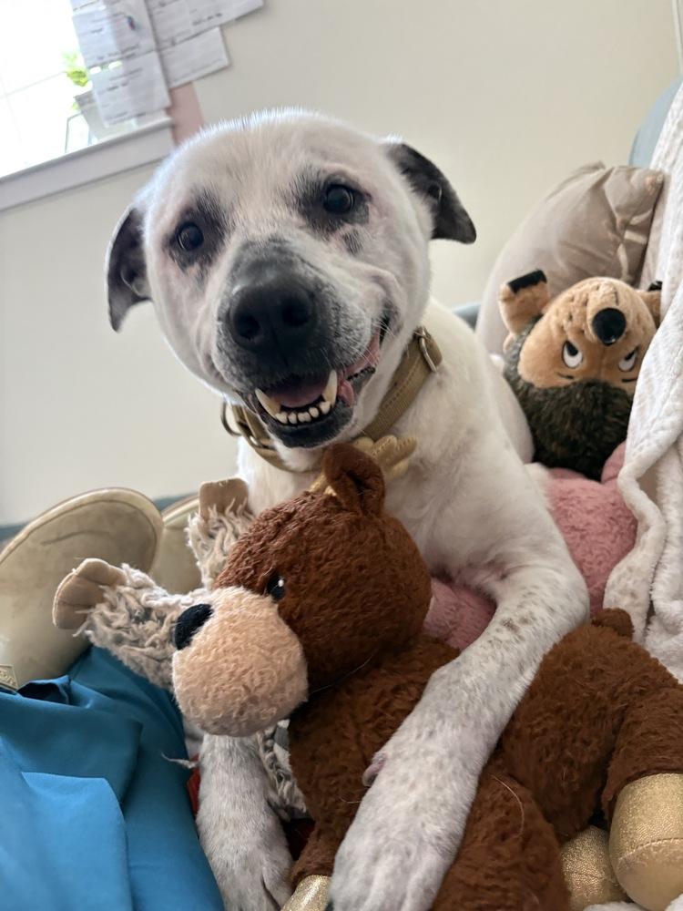 Enlarge Scooby, a Adoptable mixed breed in Trenton, ME image 6/6