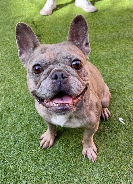 ZINNIA, Adoptable, Young Female French Bulldog.