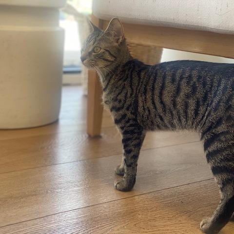 Zelda, Adoptable, Young Female Domestic Short Hair.