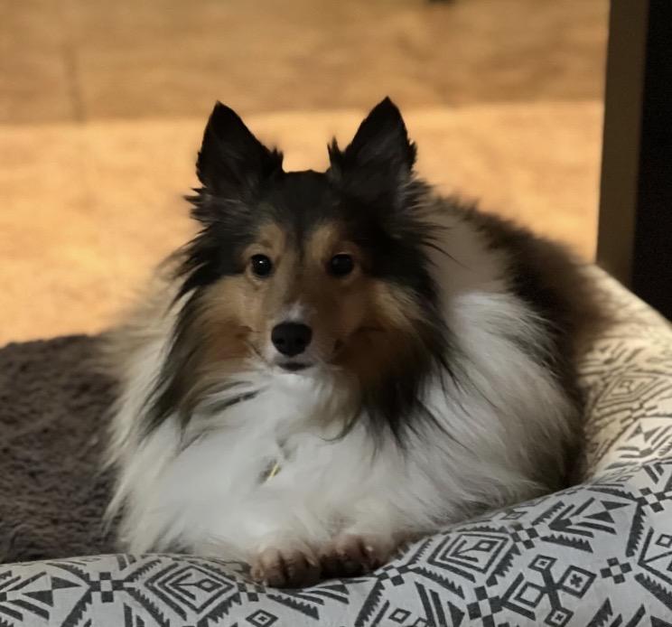 Hudson, an adopted Shetland Sheepdog / Sheltie in Charlotte, NC image 1/3