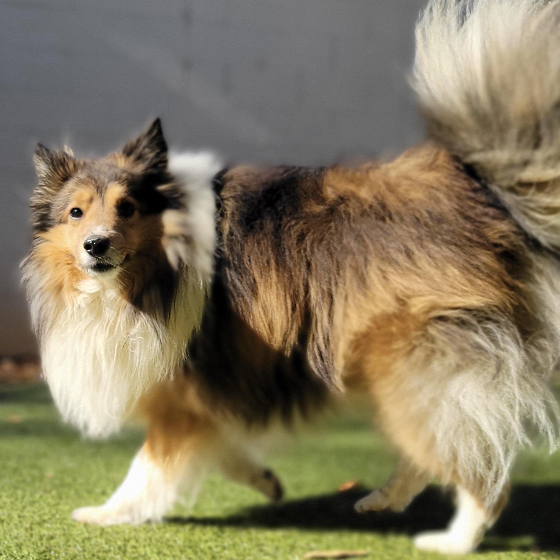 Hudson, an adoptable Shetland Sheepdog / Sheltie in Charlotte, NC image 1/2