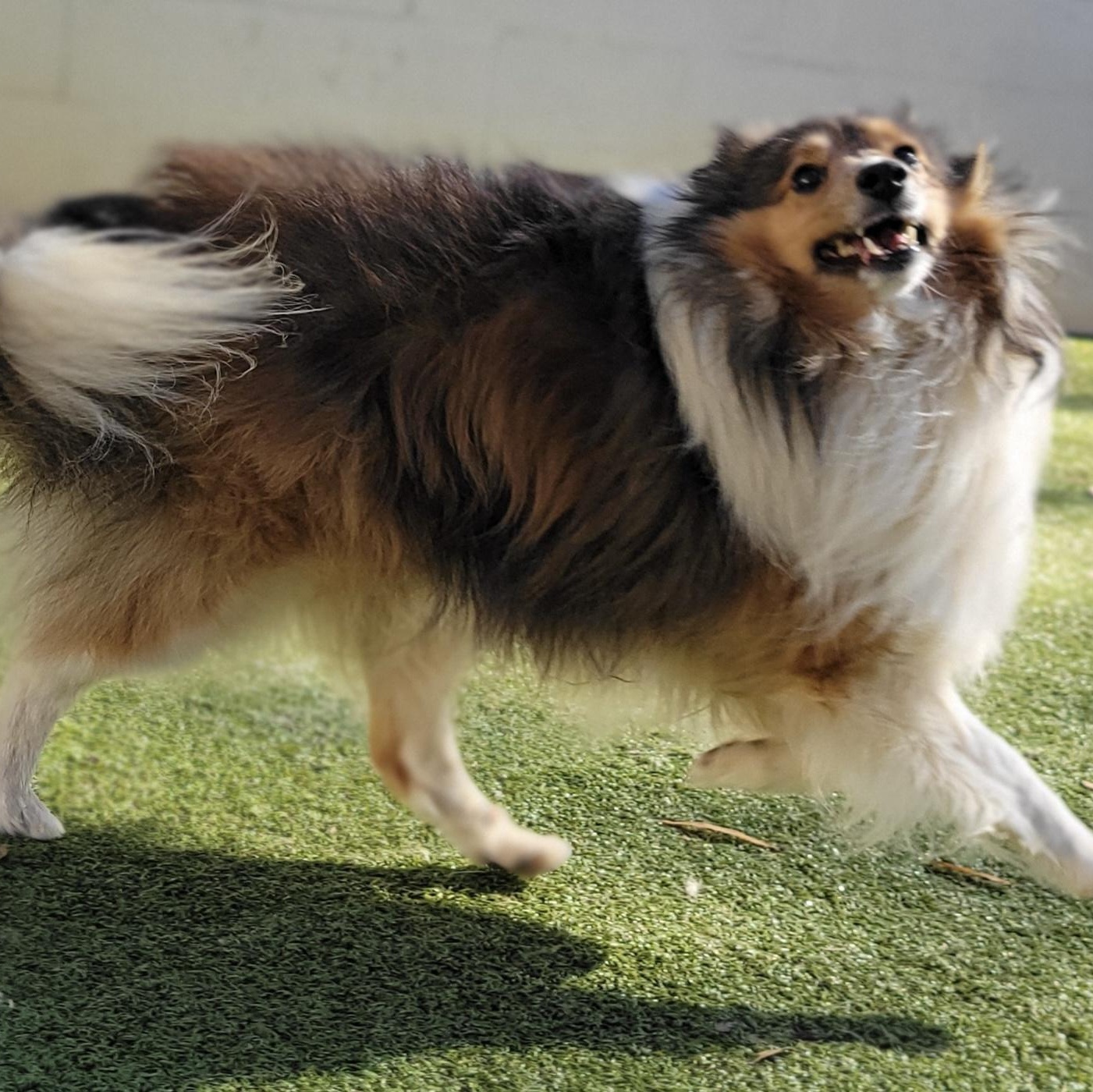 Hudson, an adoptable Shetland Sheepdog / Sheltie in Charlotte, NC image 2/2