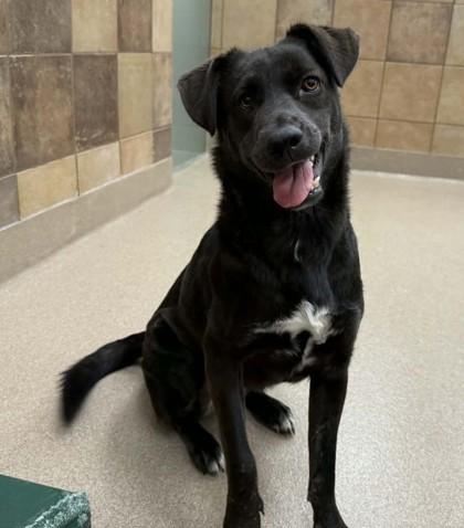 Coco, Adoptable, Adult Female German Shepherd Dog & Mixed Breed.