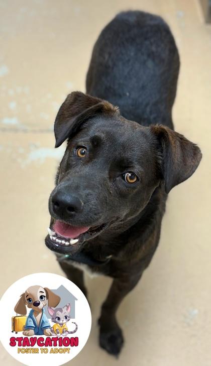 Coco, Adoptable, Adult Female German Shepherd Dog & Mixed Breed.