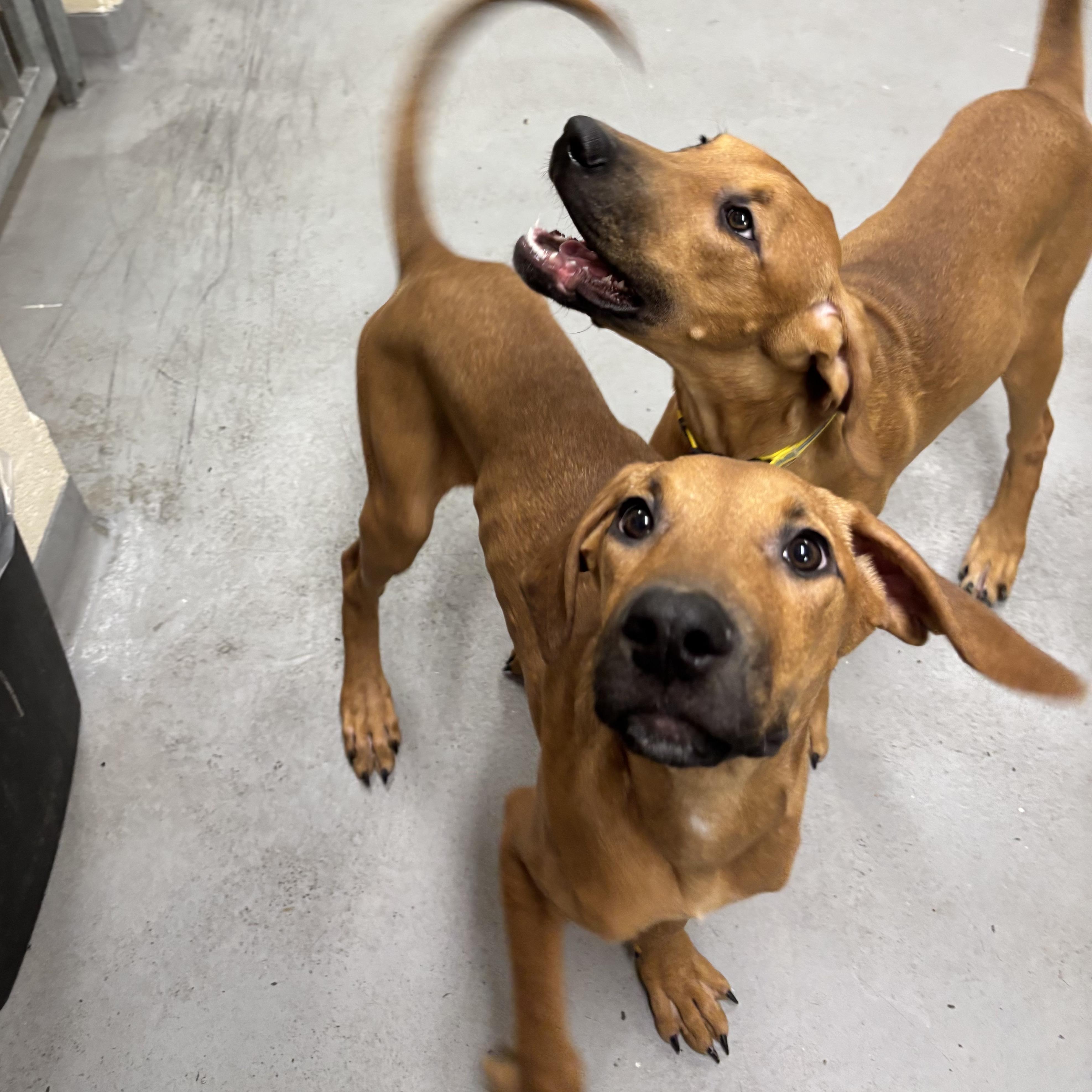 Ashley, a Adoptable Vizsla in Mississauga, ON image 1/4