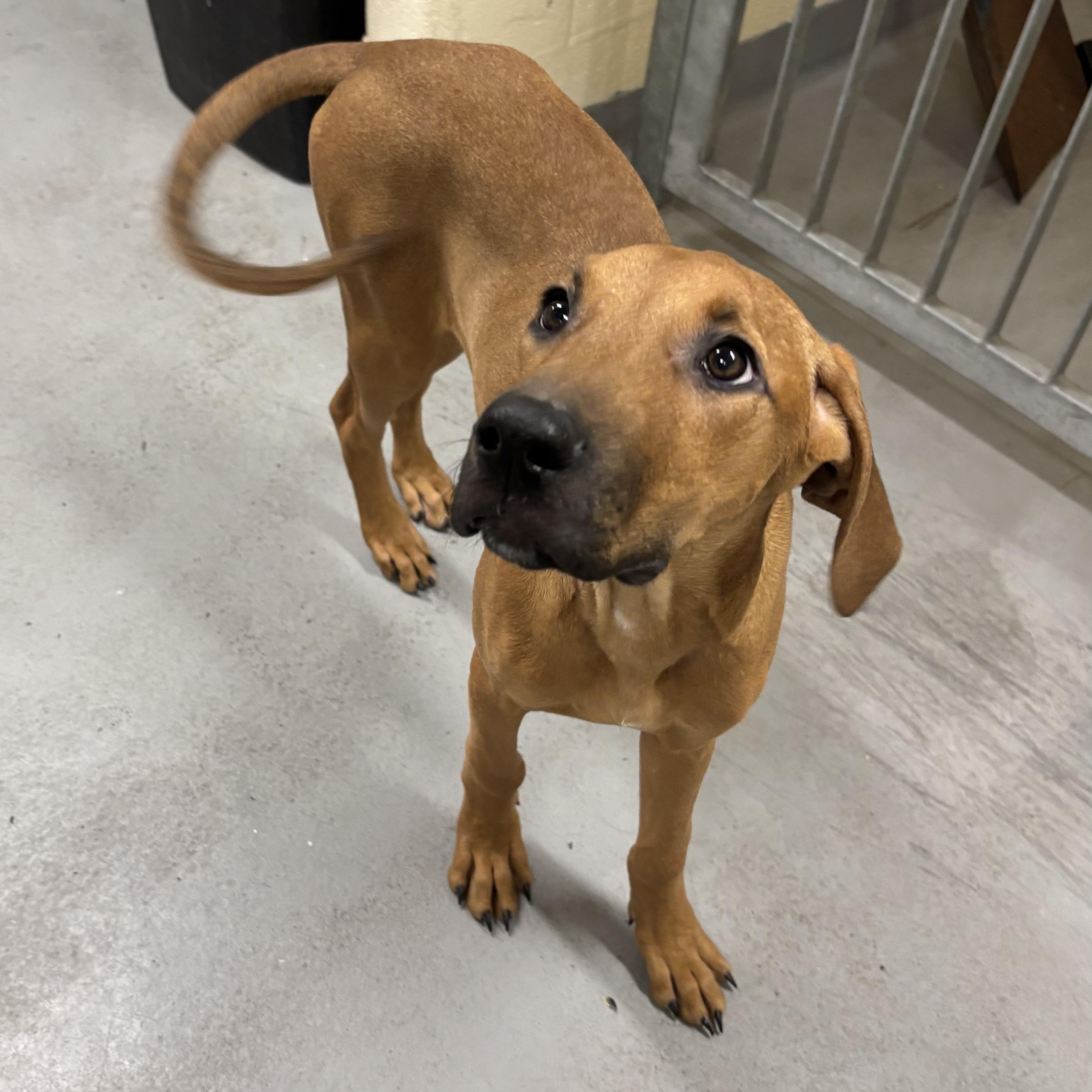 Ashley, a Adoptable Vizsla in Mississauga, ON image 2/4