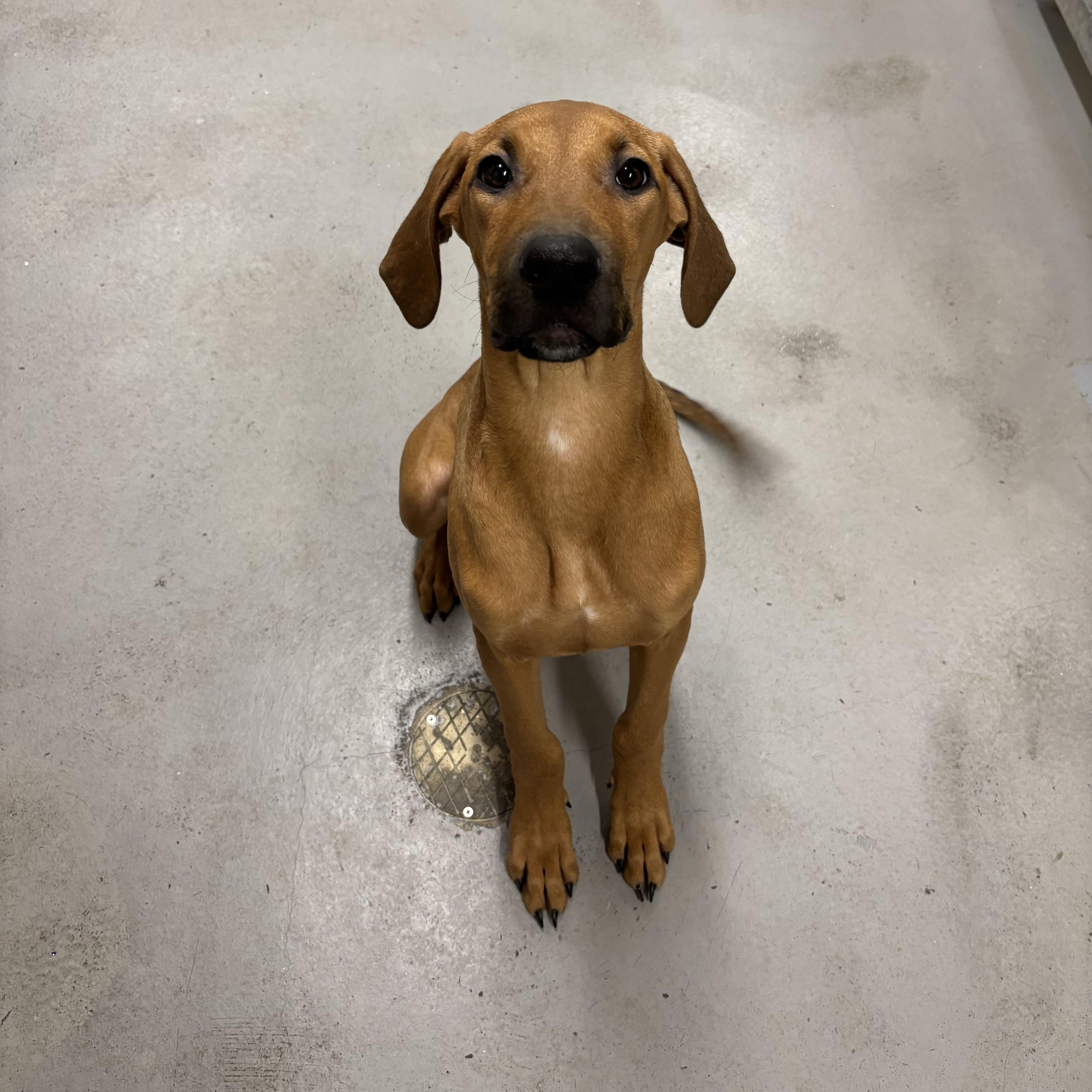Ashley, a Adoptable Vizsla in Mississauga, ON image 4/4