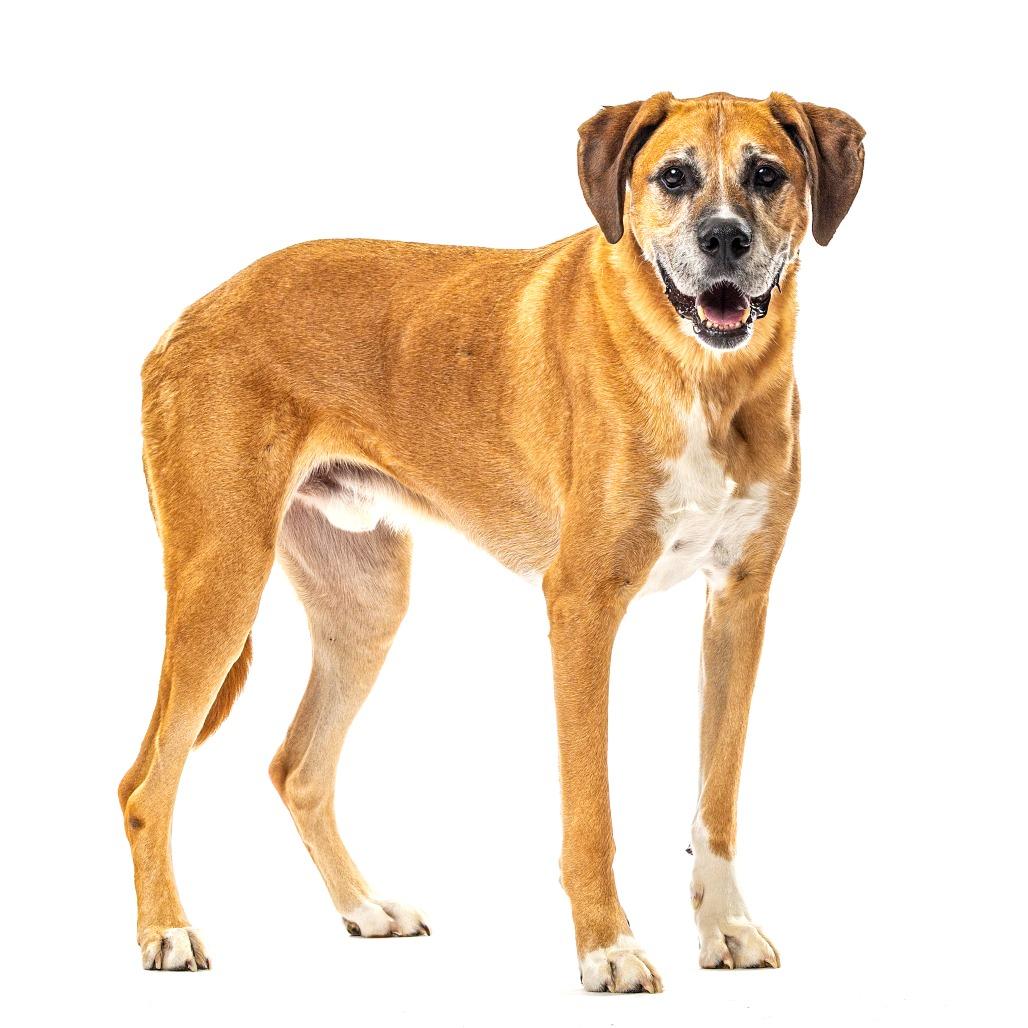 Enlarge Rocky, a Adoptable Boxer in Reno, NV image 1/5