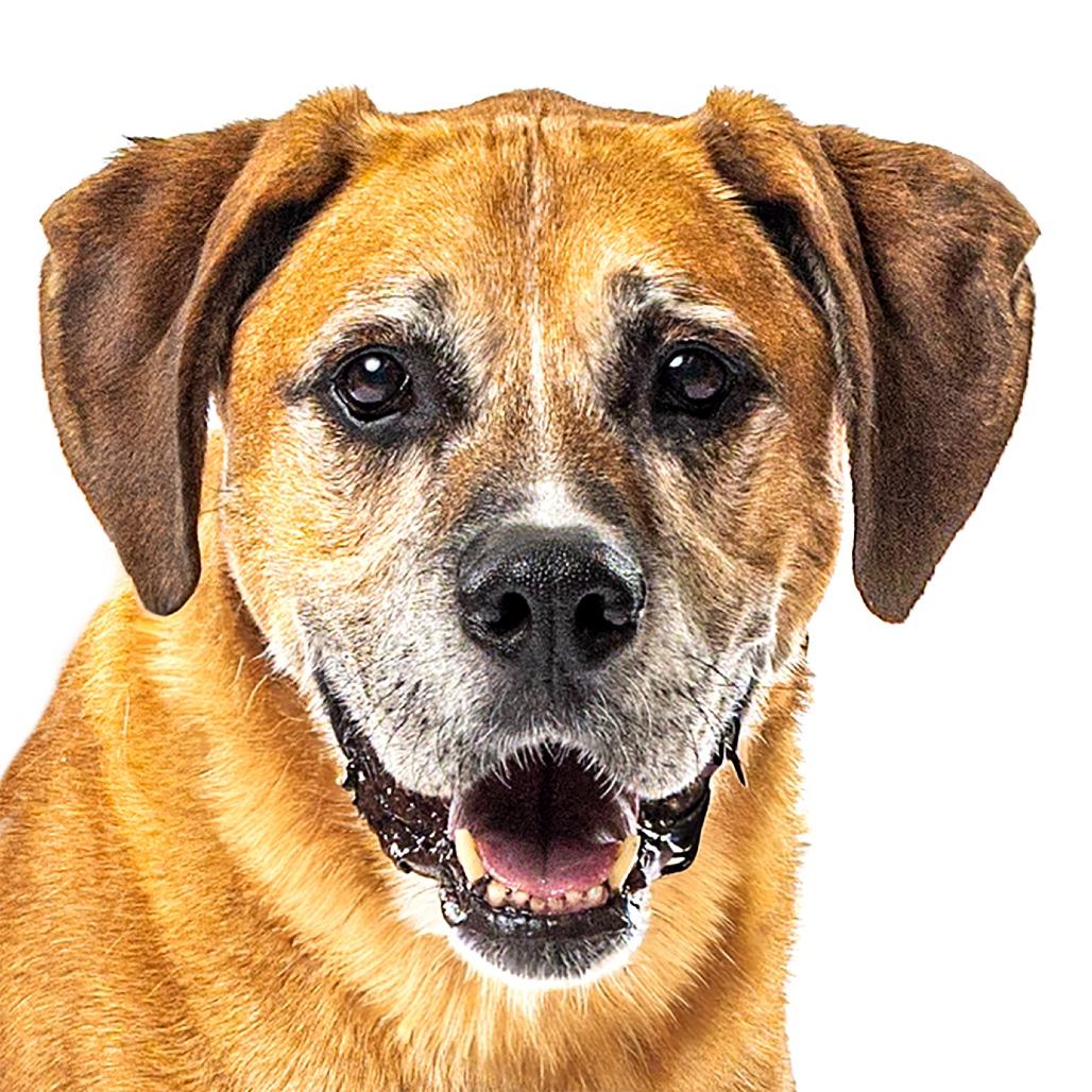 Enlarge Rocky, a Adoptable Boxer in Reno, NV image 2/5