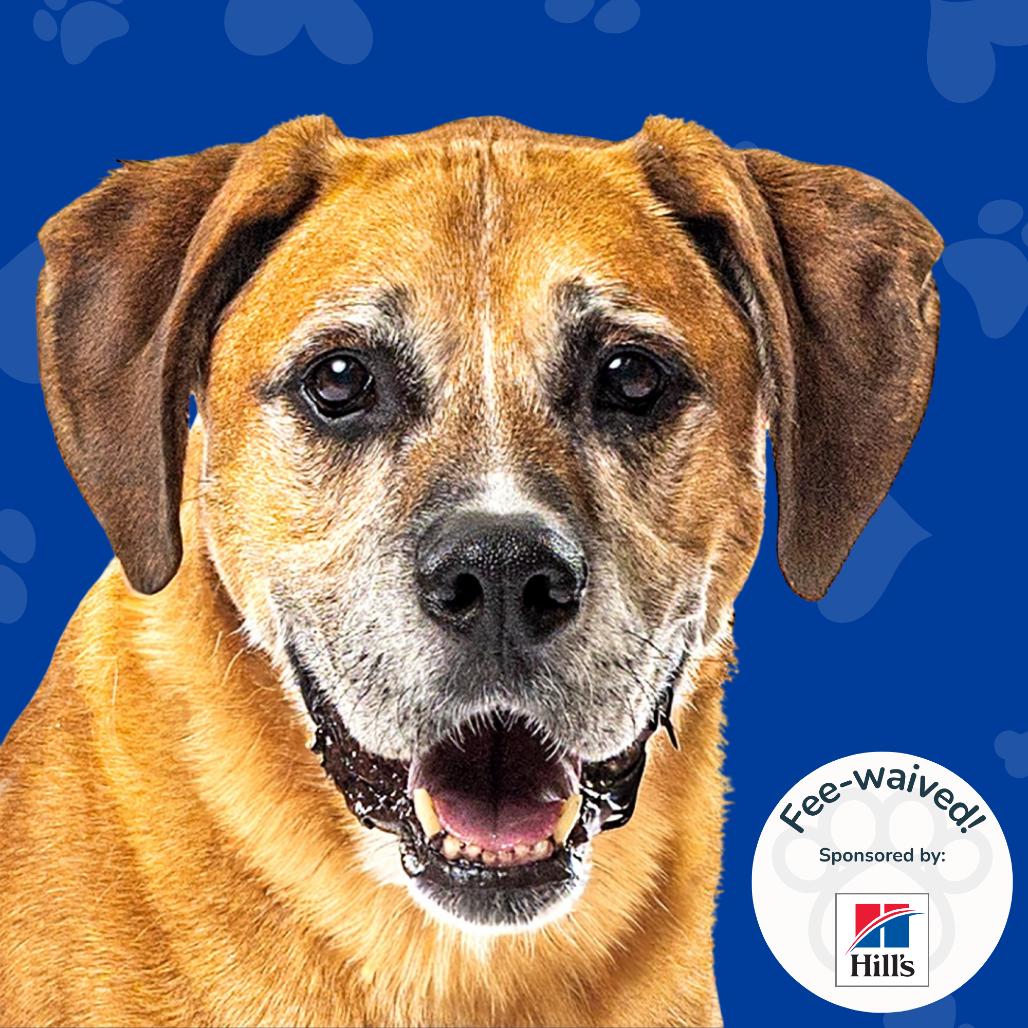 Enlarge Rocky, a Adoptable Boxer in Reno, NV image 3/5