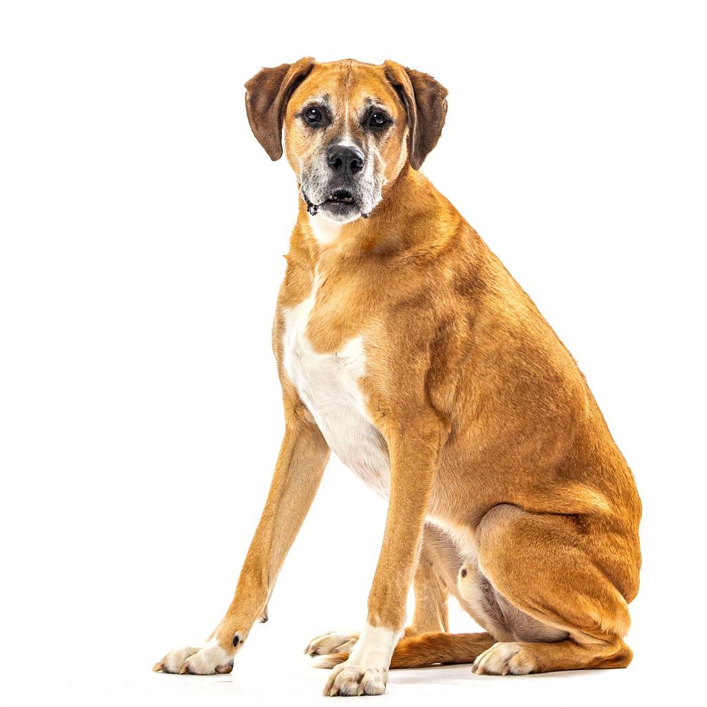 Enlarge Rocky, a Adoptable Boxer in Reno, NV image 4/5