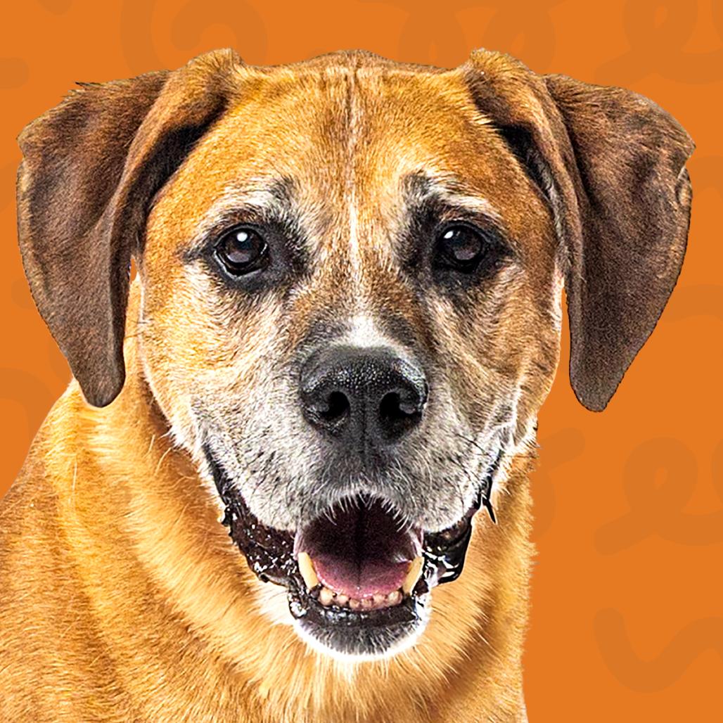 Enlarge Rocky, a Adoptable Boxer in Reno, NV image 5/5