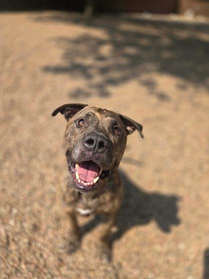 Odin, ADOPTABLE, Adult Male Pit Bull Terrier.