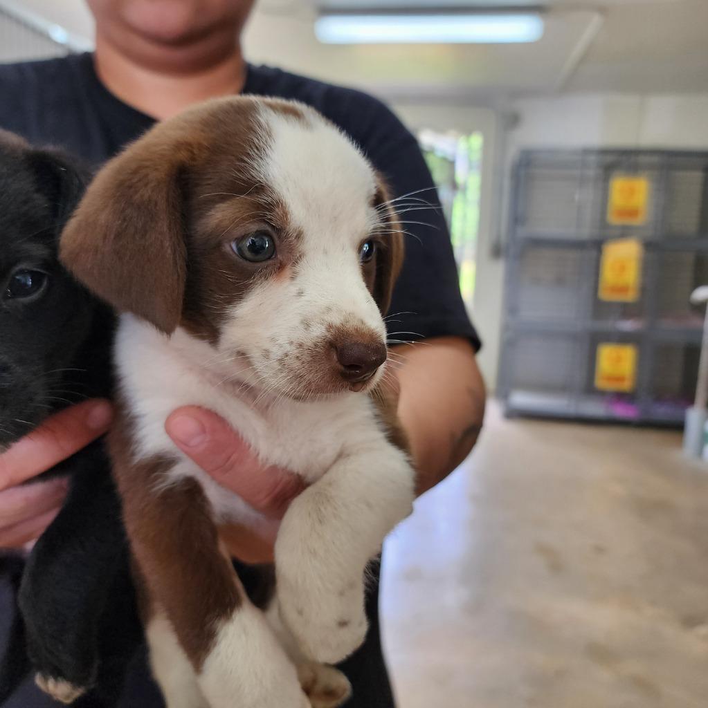 Toot Toot thumbnail 3