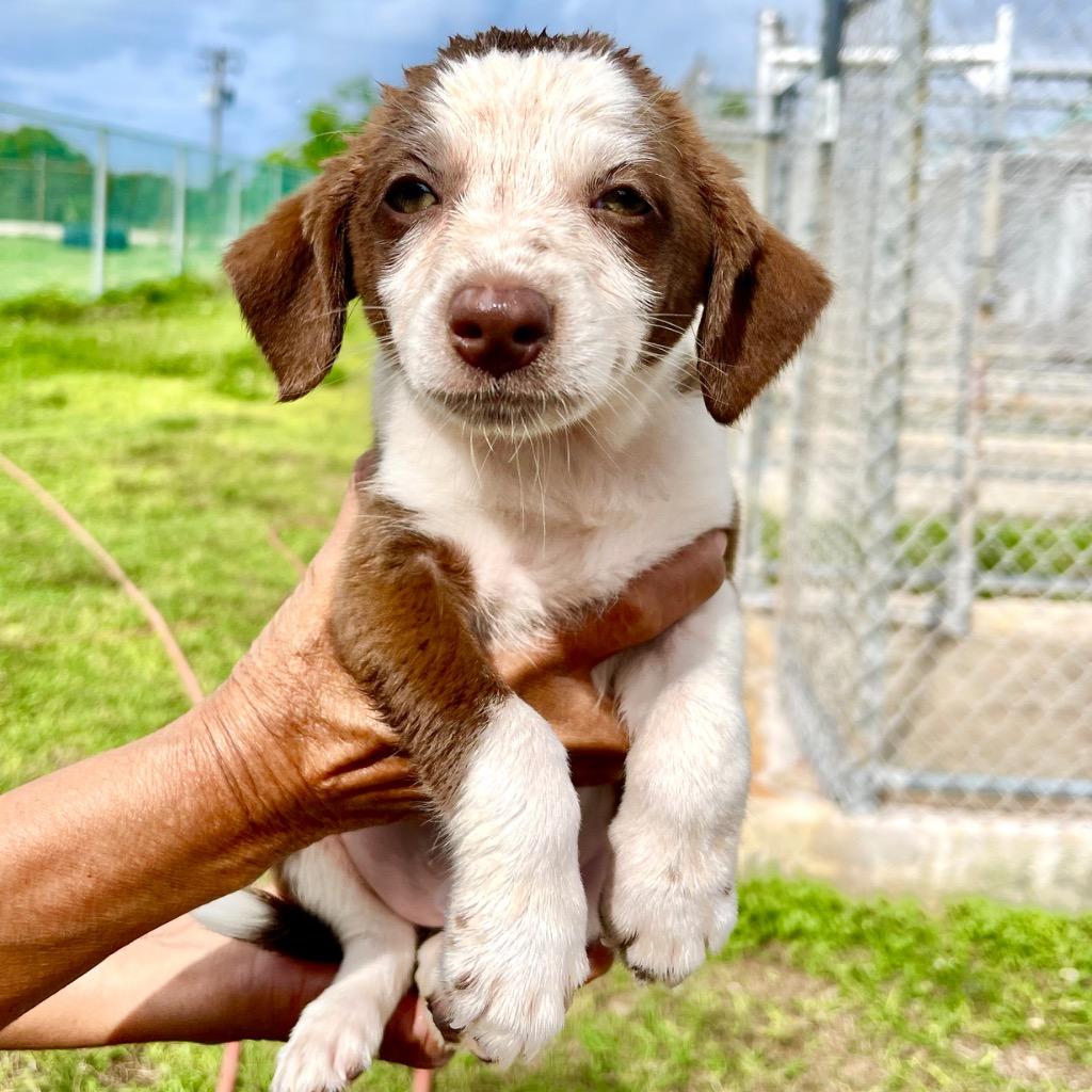 Toot Toot thumbnail 4