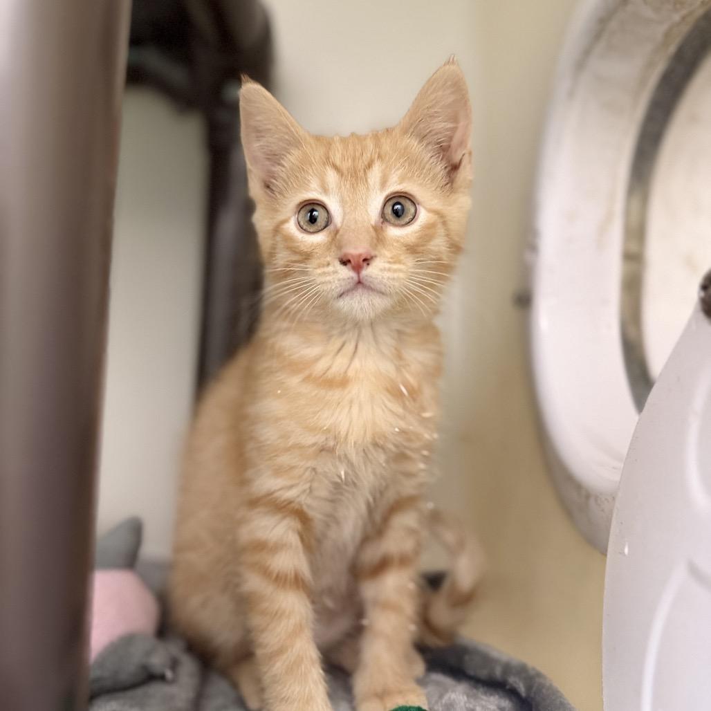 Clyde, Adoptable, Kitten Male Domestic Short Hair & Domestic Short Hair.