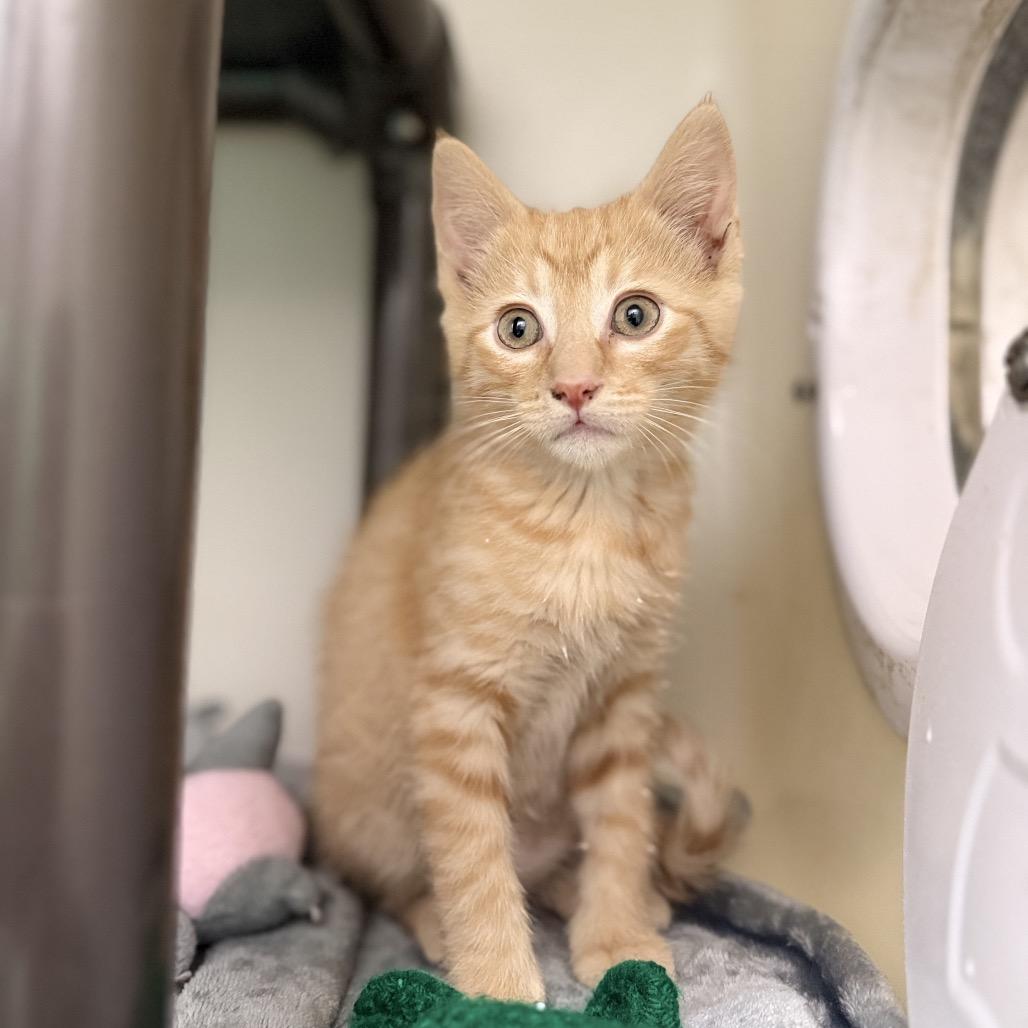 Clyde, a Adoptable mixed breed in Carmel, IN image 2/3