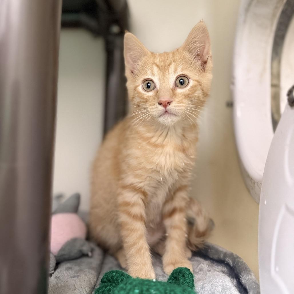 Clyde, a Adoptable mixed breed in Carmel, IN image 3/3