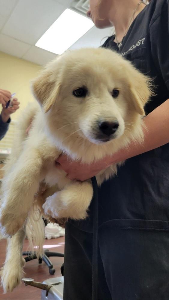 Bailey, Adoptable, Young Female Great Pyrenees.