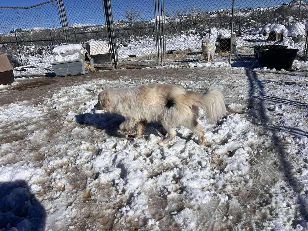 Enlarge Bailey, a Adoptable mixed breed in Cortez, CO image 3/4