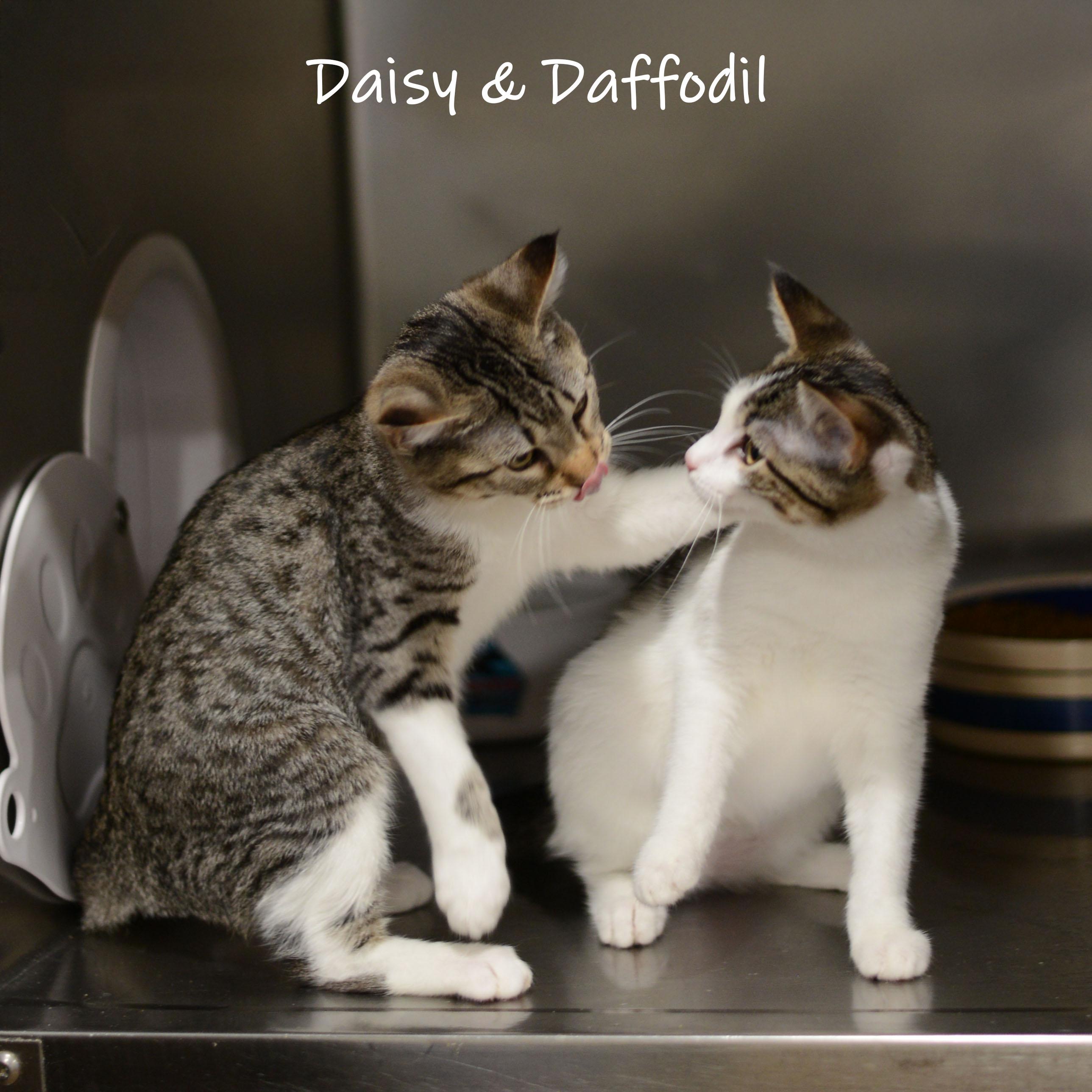 Daisy, an adopted Domestic Short Hair in Bishop, GA image 5/5
