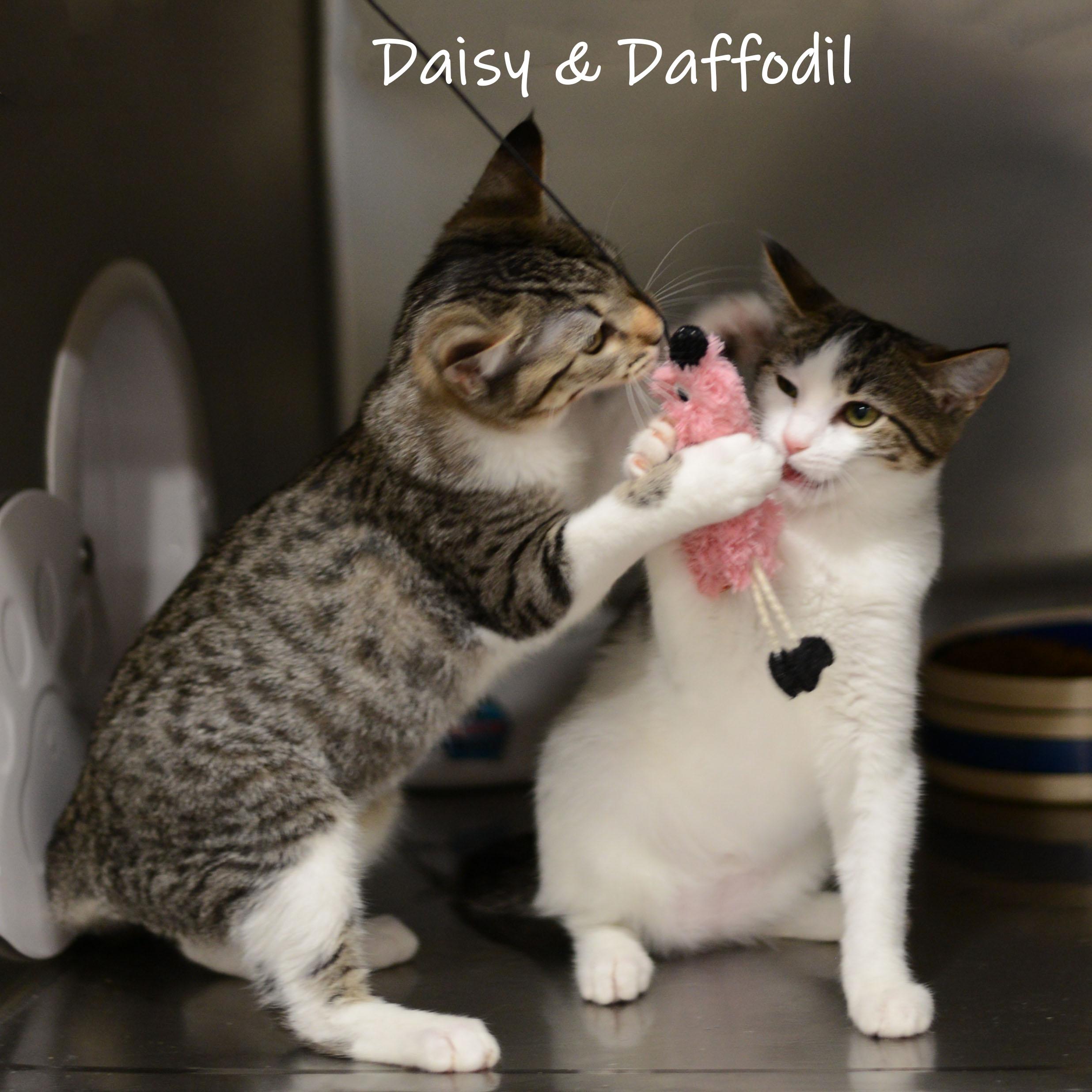 Daisy, an adopted Domestic Short Hair in Bishop, GA image 3/5