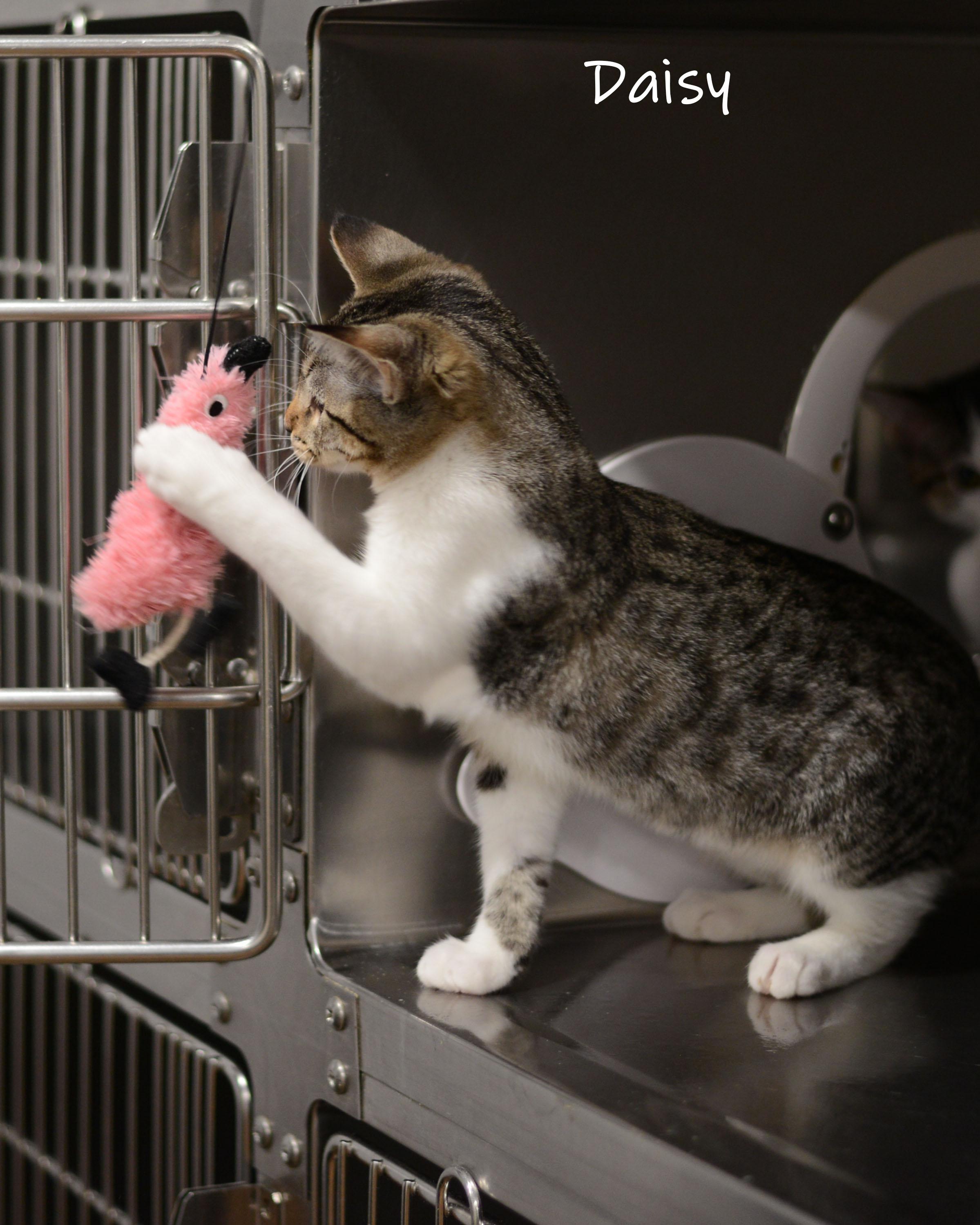 Daisy, an adopted Domestic Short Hair in Bishop, GA image 2/5
