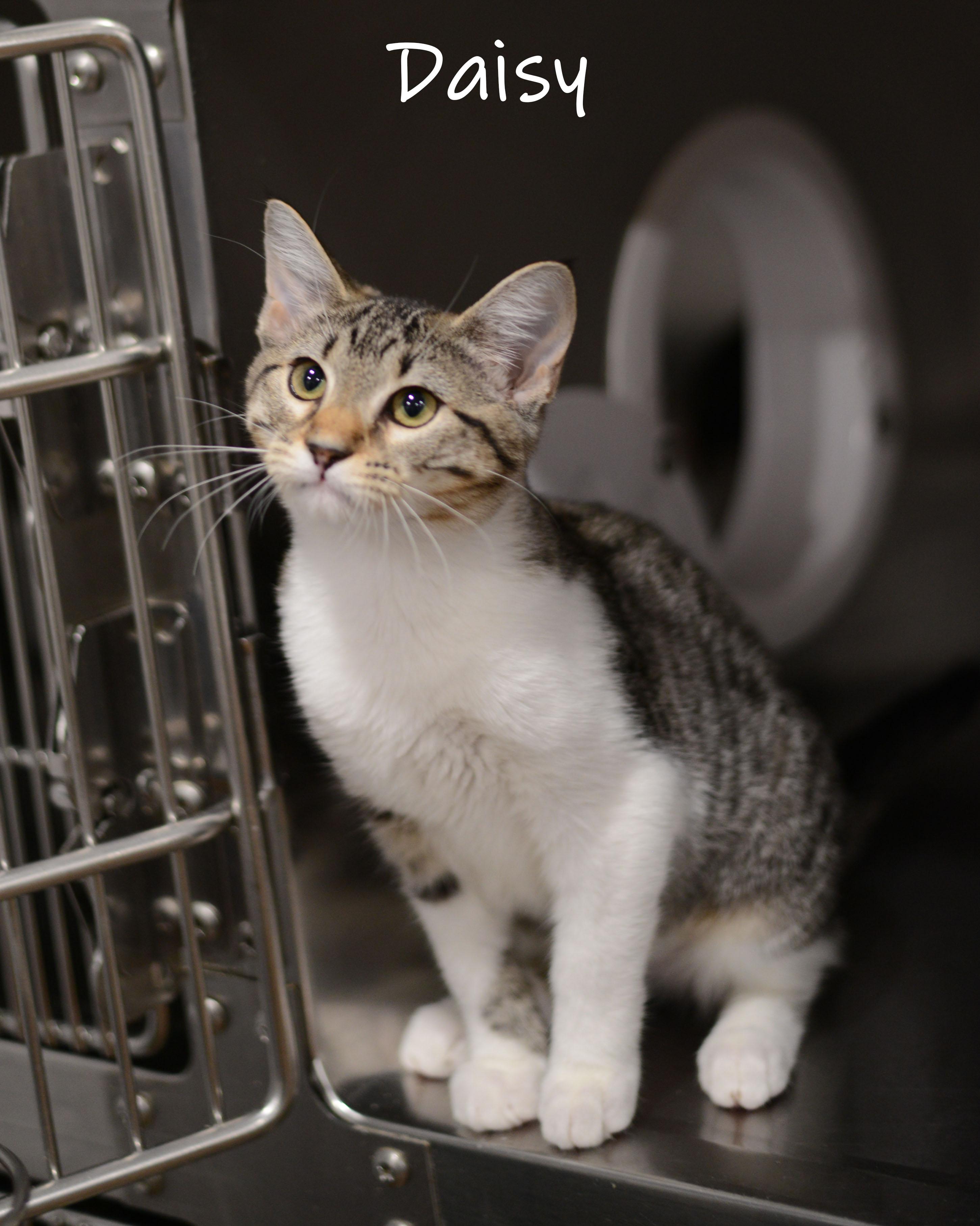 Daisy, an adopted Domestic Short Hair in Bishop, GA image 1/5