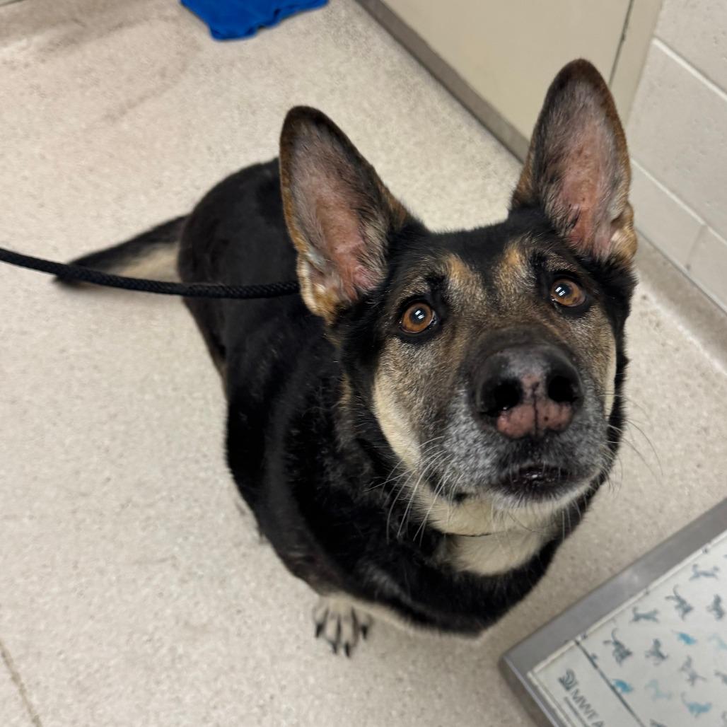 Enlarge Finn, a Adoptable mixed breed in Murray, UT image 1/1