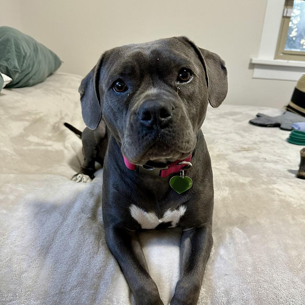 Tink - FOSTER or FOSTER-TO-ADOPT, Adoptable, Young Female Pit Bull Terrier.