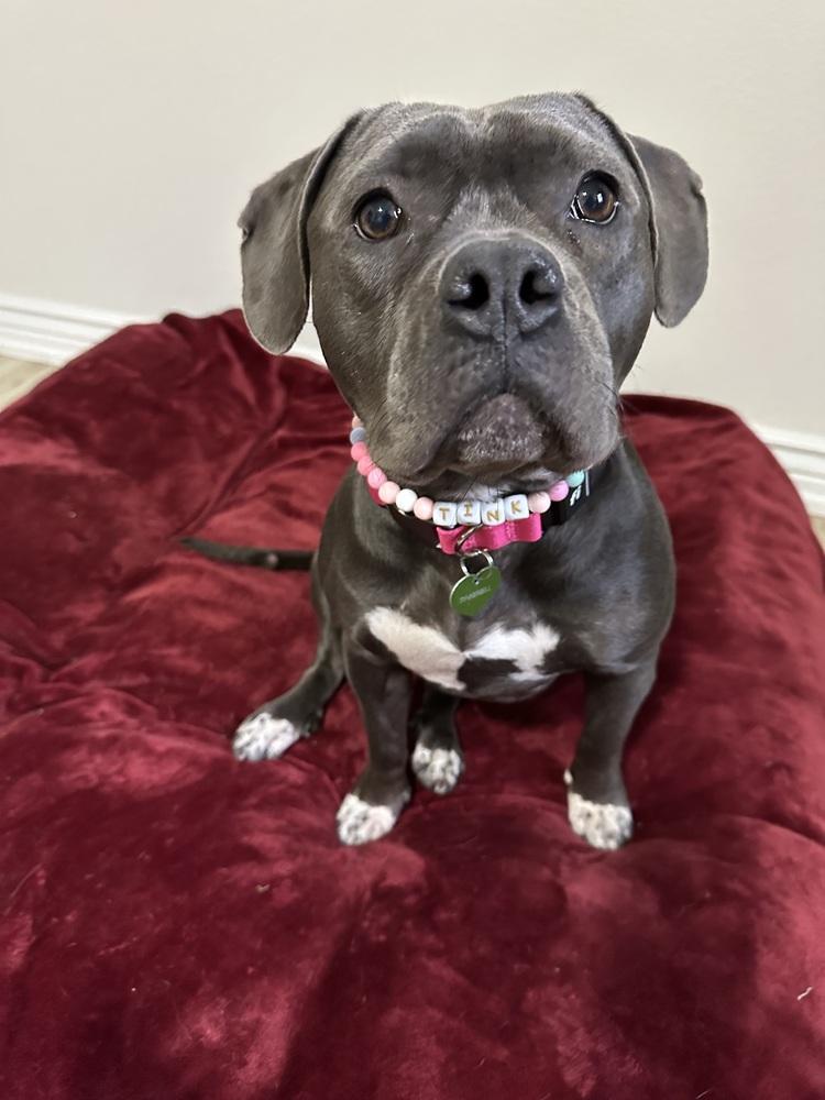 Enlarge Tink - FOSTER NEEDED, a Adoptable Pit Bull Terrier in Seattle, WA image 1/6