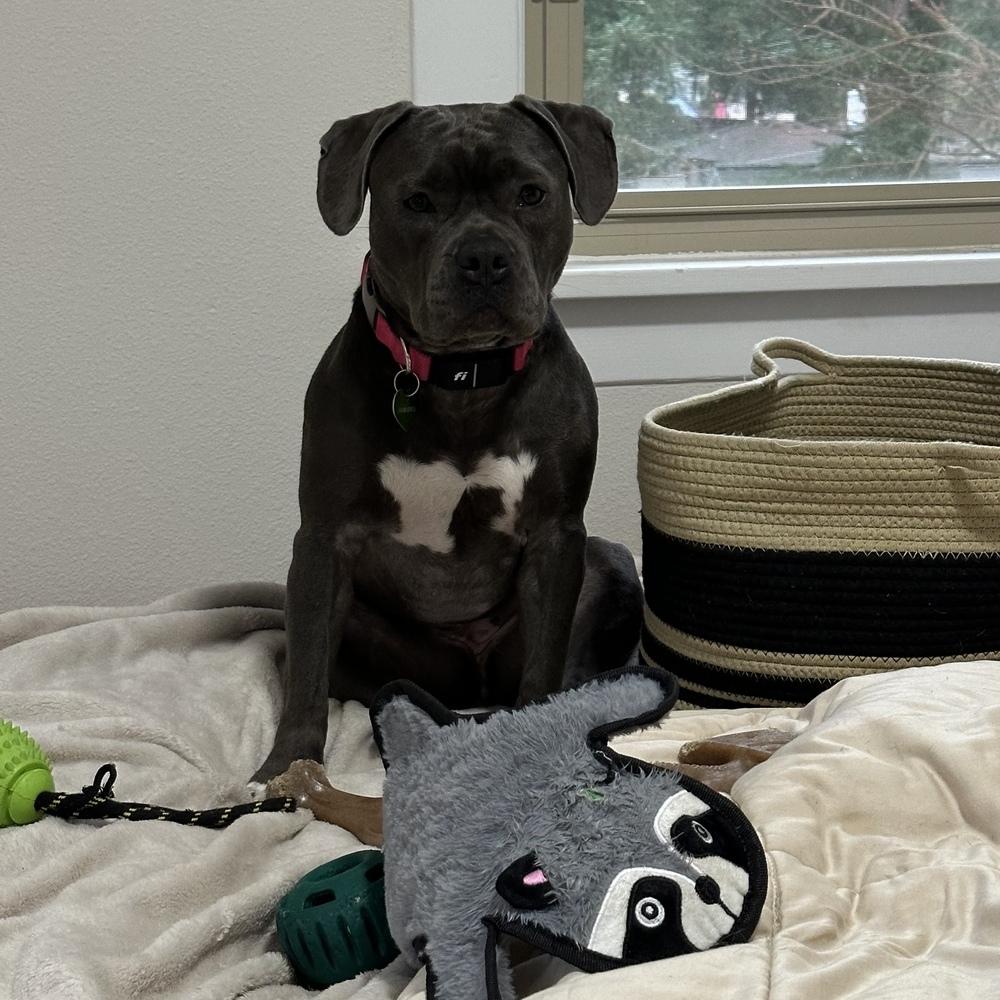 Enlarge Tink - FOSTER NEEDED, a Adoptable Pit Bull Terrier in Seattle, WA image 2/6