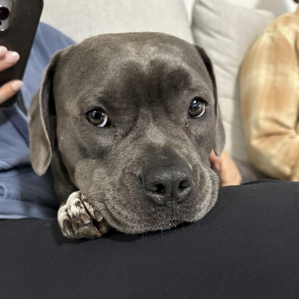 Enlarge Tink - FOSTER NEEDED, a Adoptable Pit Bull Terrier in Seattle, WA image 3/6