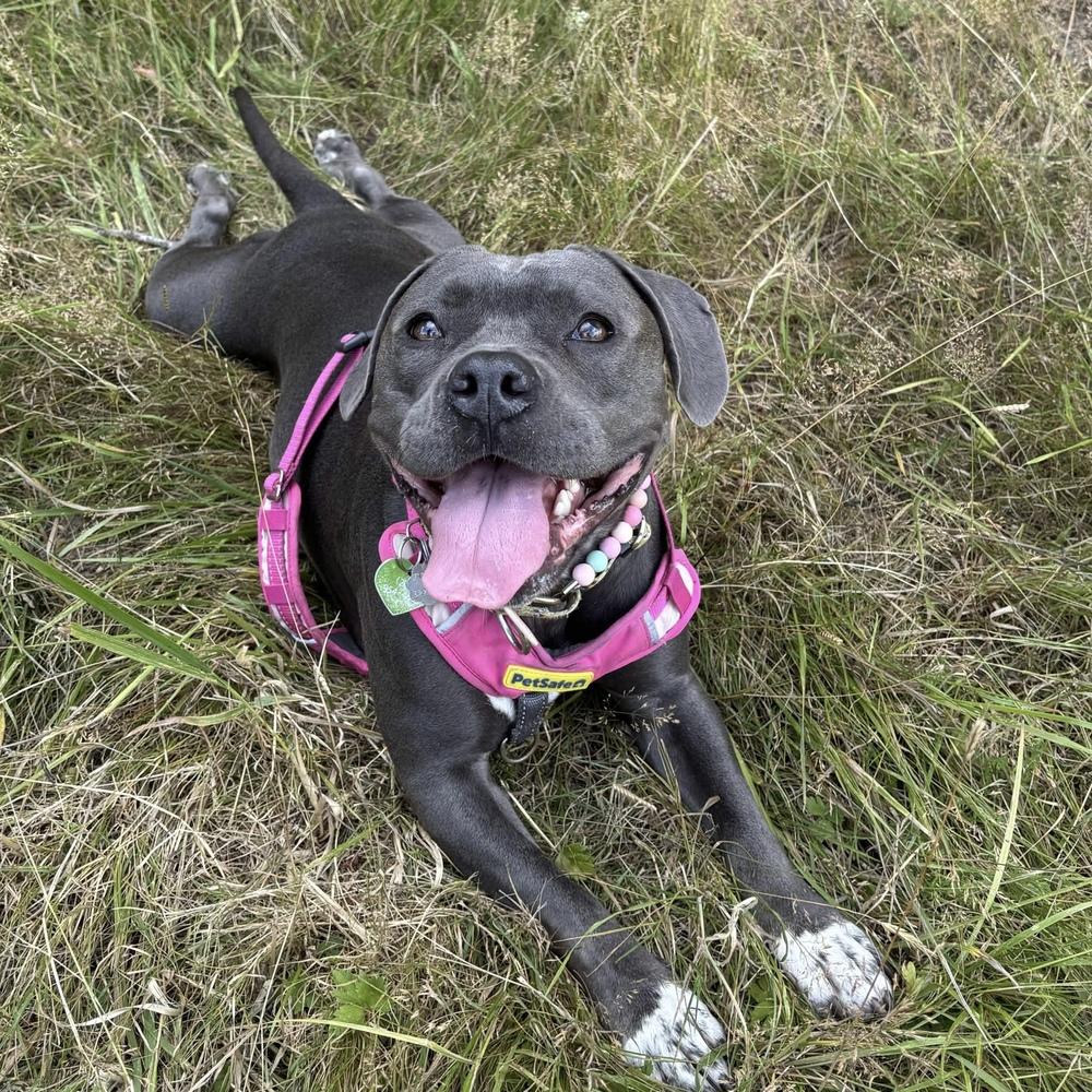 Tink - AVAILABLE, Adoptable, Young Female Pit Bull Terrier.