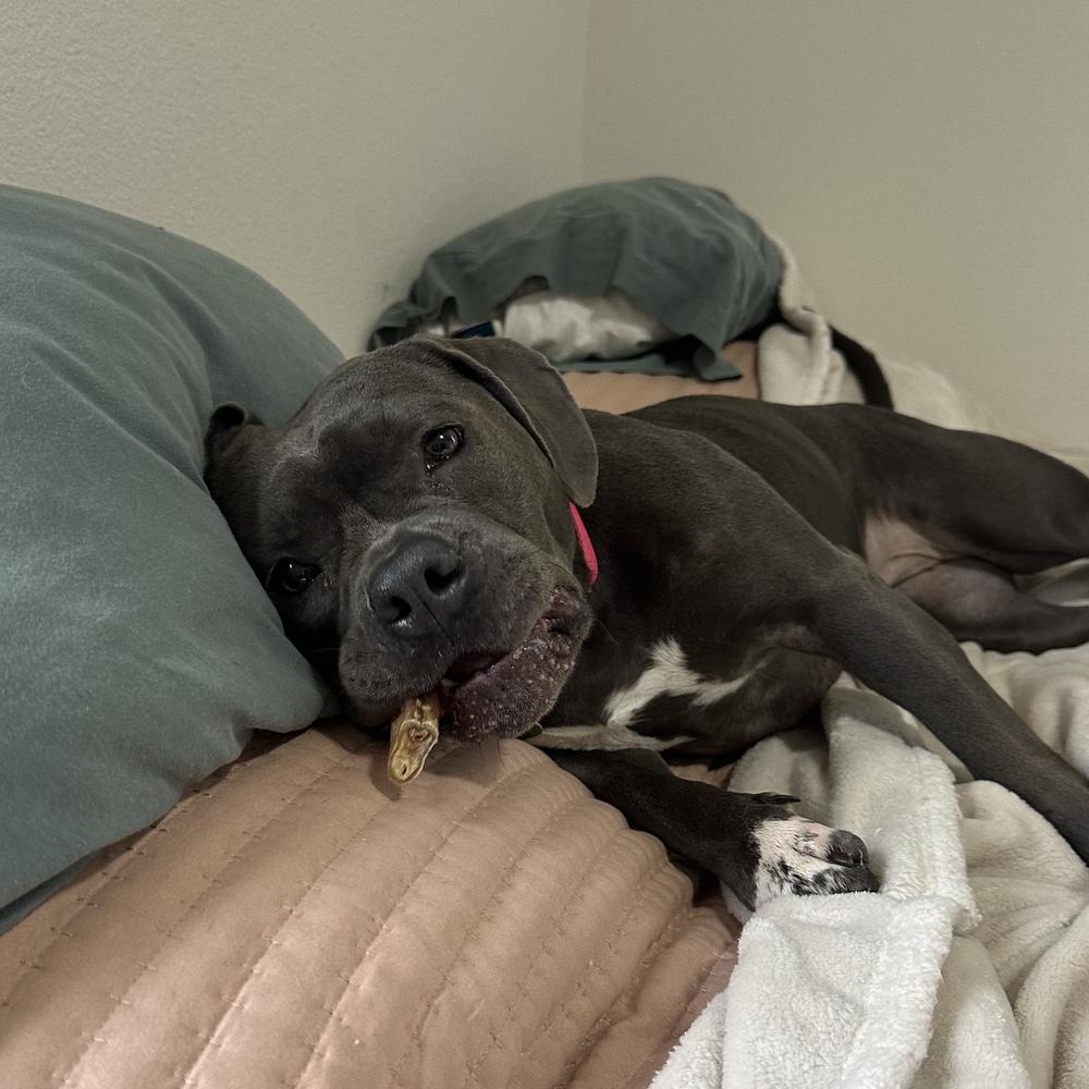 Enlarge Tink - FOSTER NEEDED, a Adoptable Pit Bull Terrier in Seattle, WA image 4/6