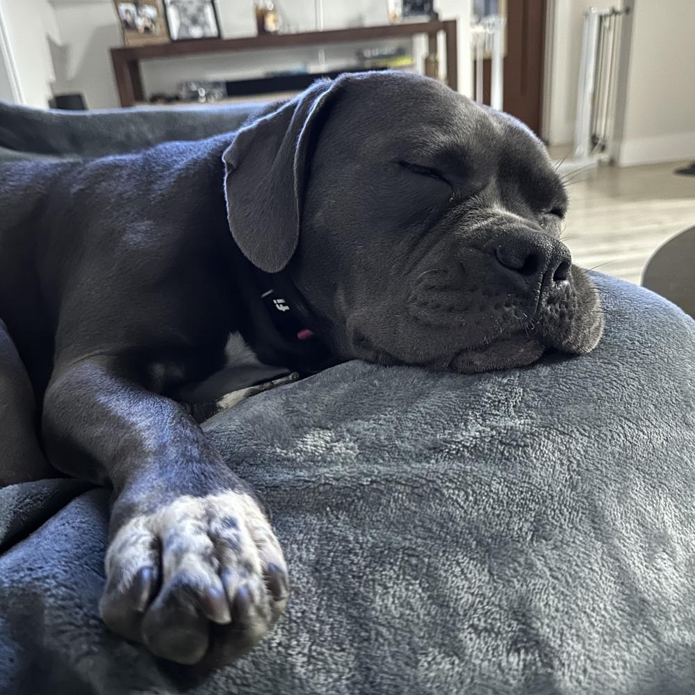 Enlarge Tink - FOSTER NEEDED, a Adoptable Pit Bull Terrier in Seattle, WA image 5/6