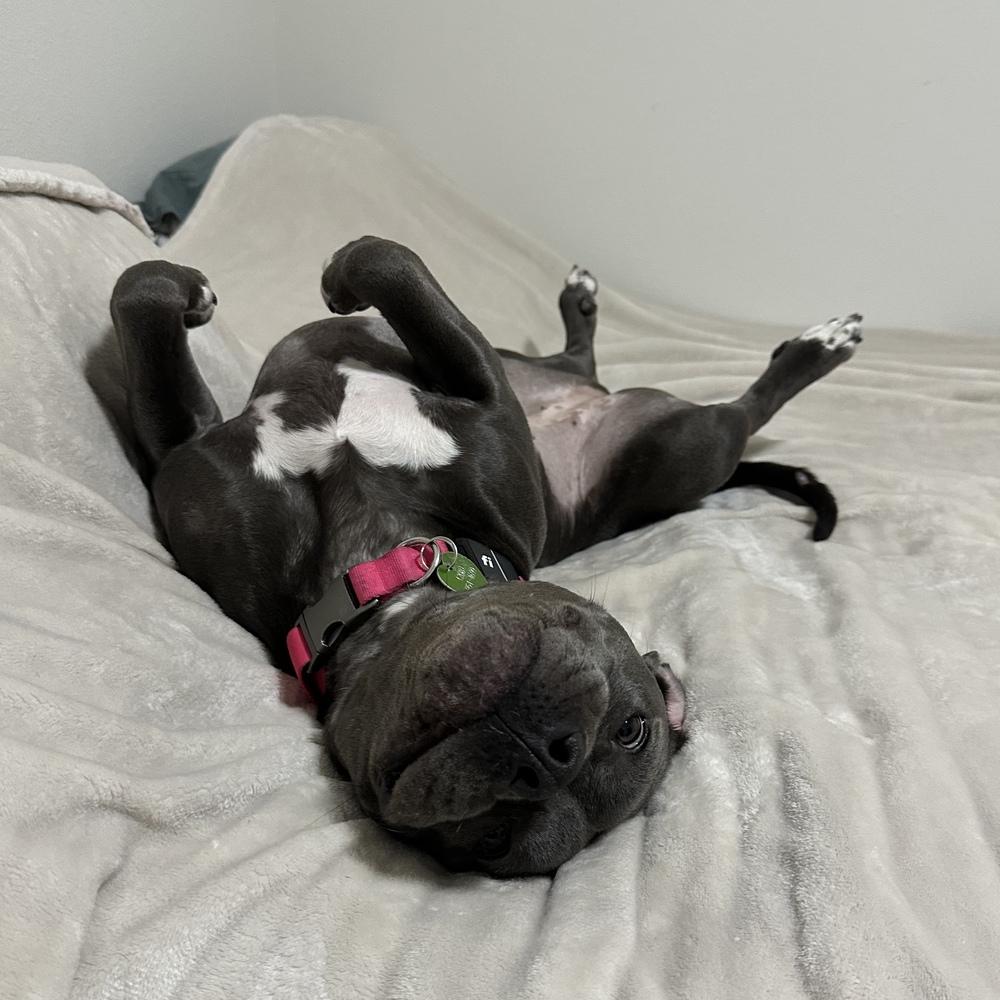 Enlarge Tink - FOSTER NEEDED, a Adoptable Pit Bull Terrier in Seattle, WA image 6/6