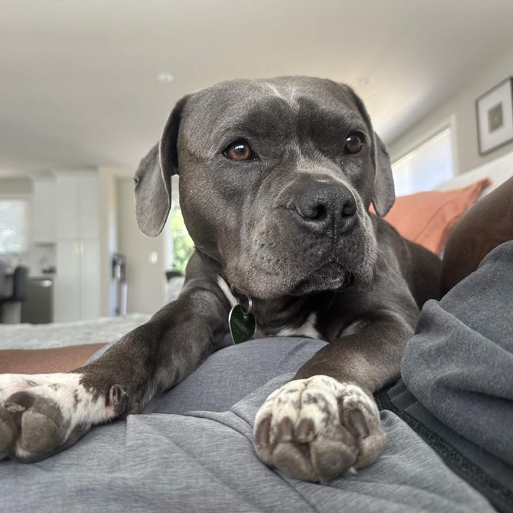 Enlarge Tink - AVAILABLE, a Adoptable Pit Bull Terrier in Seattle, WA image 5/6