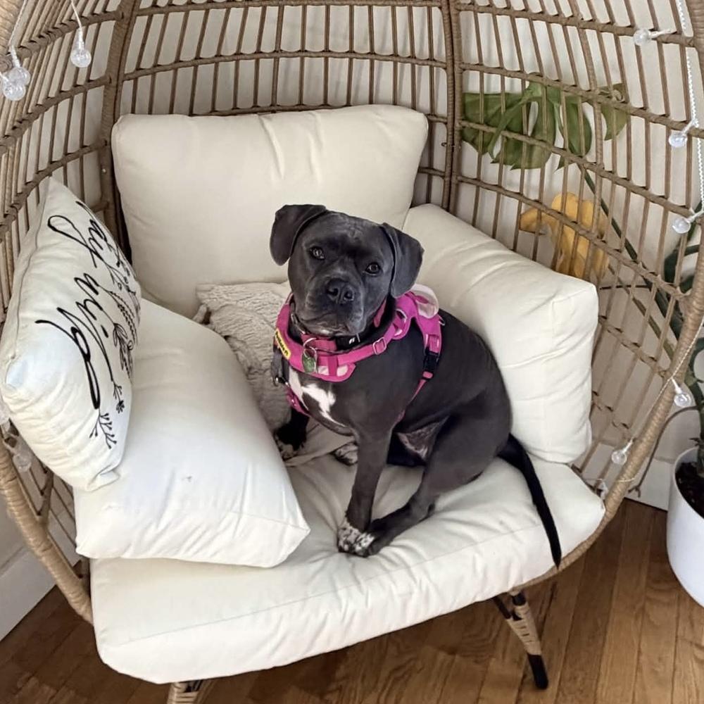 Enlarge Tink - AVAILABLE, a Adoptable Pit Bull Terrier in Seattle, WA image 2/6