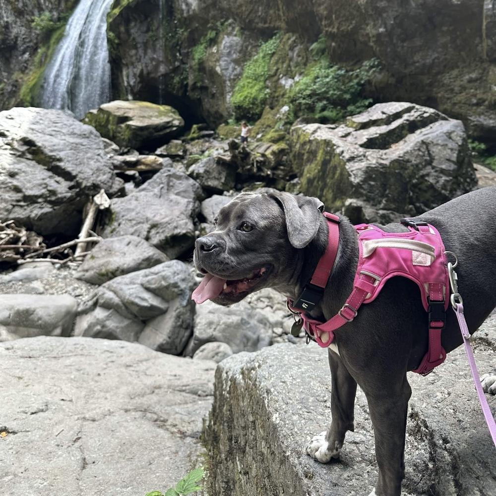 Enlarge Tink - AVAILABLE, a Adoptable Pit Bull Terrier in Seattle, WA image 3/6