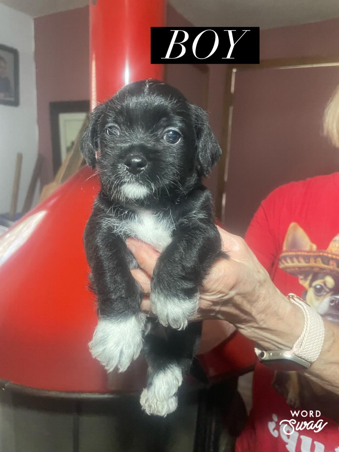Enlarge black boy , a ADOPTABLE mixed breed in canyon lake, TX image 1/1