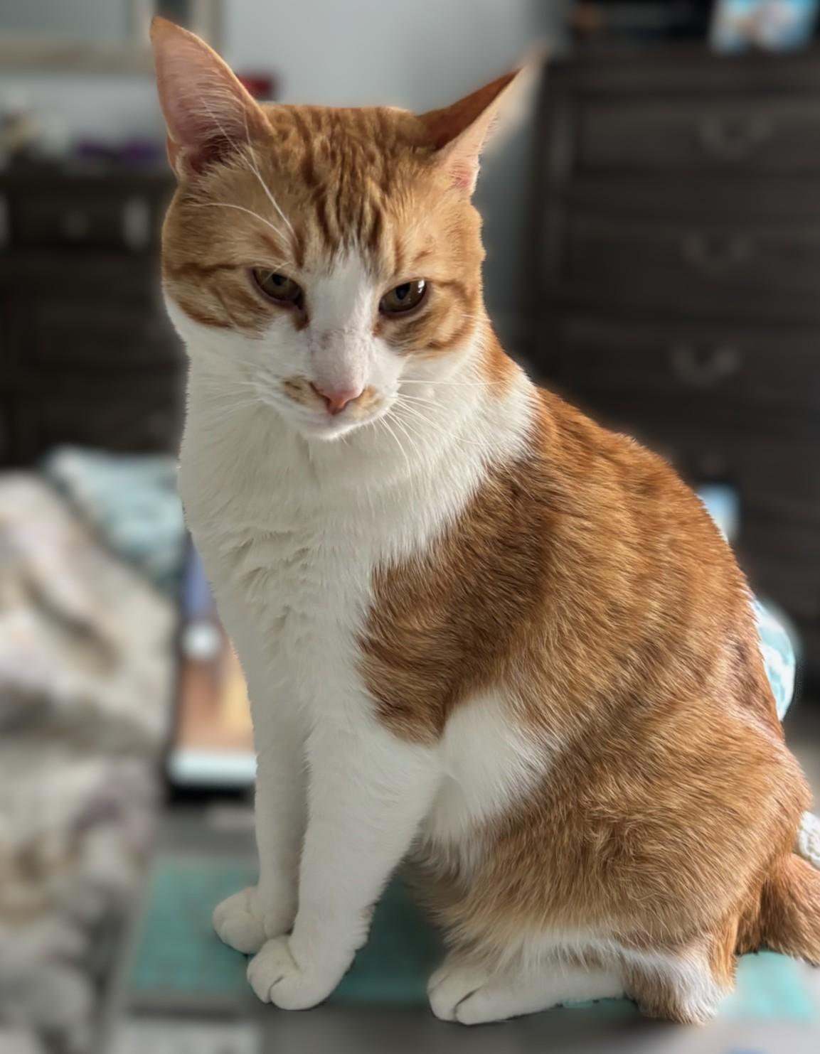 Enlarge Gibbs, an adopted Domestic Short Hair in Wilmington, NC image 1/1