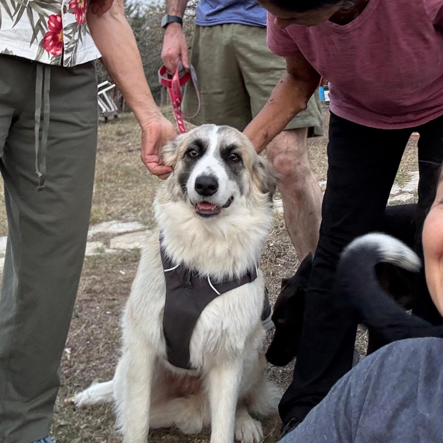 Enlarge Bonita , a Adoptable mixed breed in Brattleboro, VT image 3/6